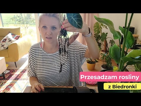, title : 'Przesadzam rośliny z Biedronki | Kwiaty z Biedronki | Strelicja | Alokazja Black Velvet | PIPILOTKA'