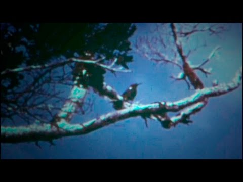 Male Singing To Female That Will Never Come | Racing Extinction