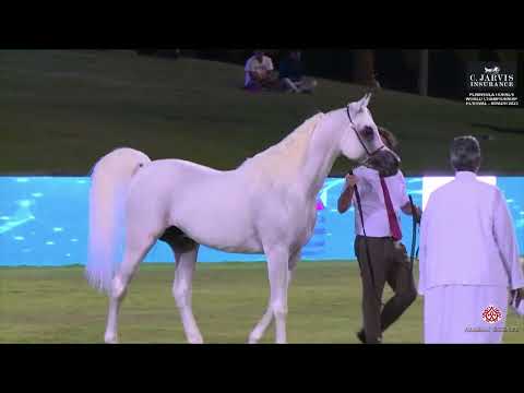 N 133 HELAL AL FALA   Peninsula Horses World Championship Festival 2023   Stallions 7   9 Years Old