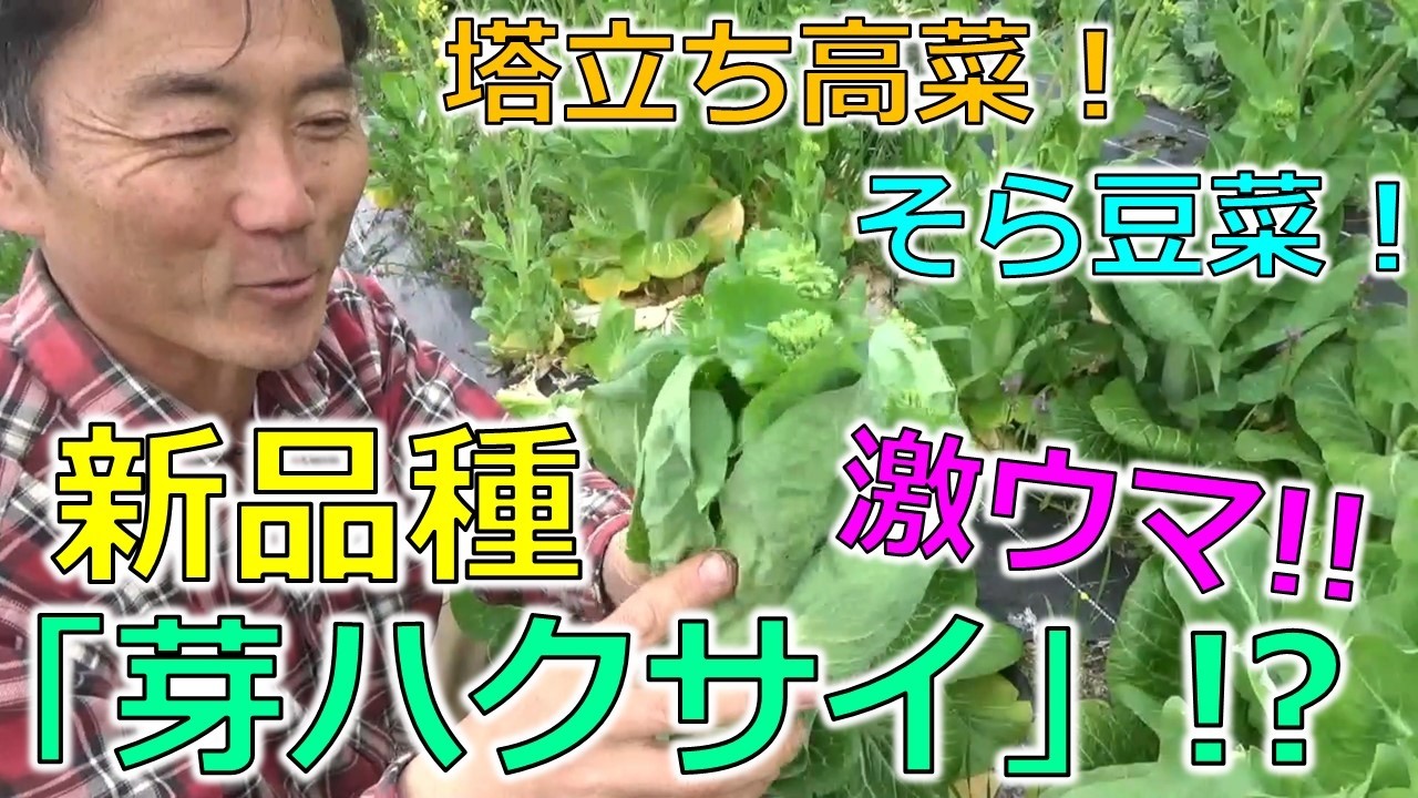 新品種！「芽ハクサイ」！？　「塔立ち高菜」「そら豆菜」もウマい！😊