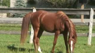 preview picture of video 'Simply Unique RF - 2006 chestnut Arabian Mare'