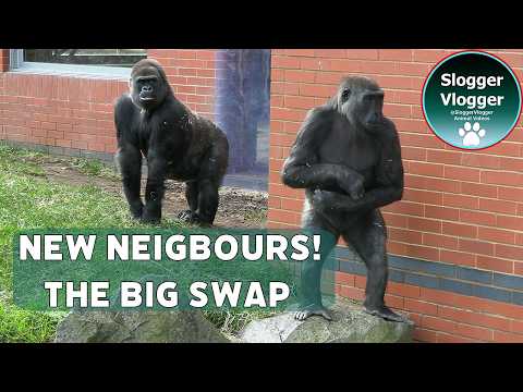 Twycross Zoo 2026 The Massive Great Ape Habitat Shuffle