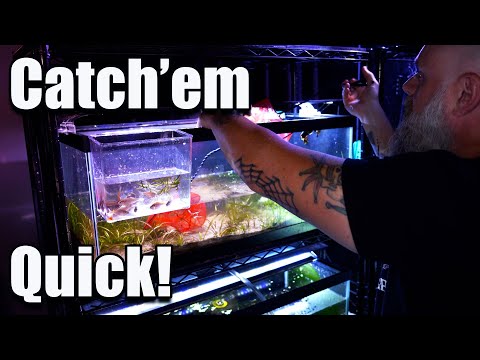 They Didn't Stand a Chance: How to Catch Aquarium Fish Like a PRO!