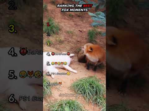 Ranking Funny Fox Moments