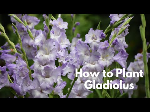 , title : 'All About Gladiolus // How to Plant, Harvest, Succession Plant, Dig, and Store Gladiolus Corms'