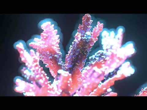 Taspii x TetraTara - Tides (Official Visualiser) | Official Visualiser