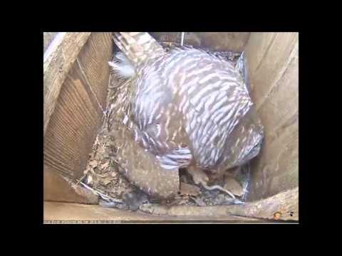 Momma Barred Owl and the Garter Snake
