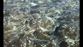 preview picture of video 'Bangus Fish feeding in SAN JUAN'