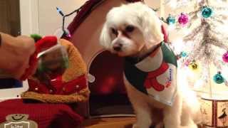 Cute Dog Unleashed Haul : Holiday Edition!