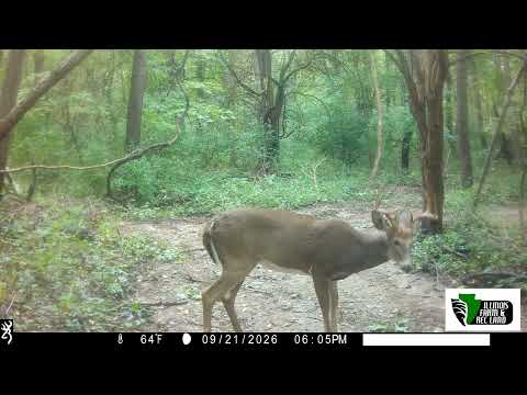 video thumb