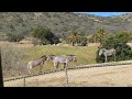 2 3 22 San Diego Safari Park Zebras Tram Your Ride