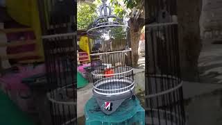 Download lagu cucak kombo isian kunti mp3