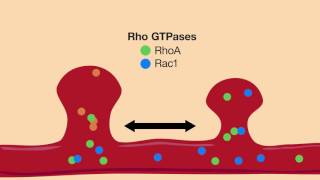 RhoGTPases: A three-way approach to controlling neural plasticity.