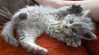 Little kittens meowing and talking - Most Adorable Kittens