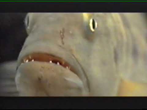 Documentario su i ciclidi del Tanganyika del National Geographic