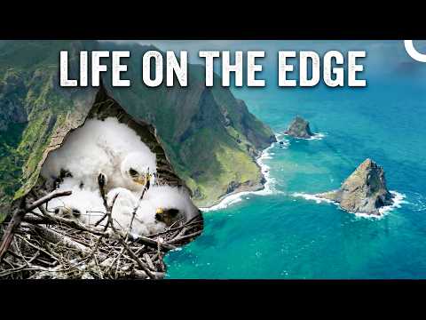 Isolated Forest On Ocean: Jungles In The Sea | Jungle Planet