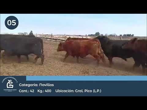 Lote Nv Consumo  -Gral Pico La Pampa