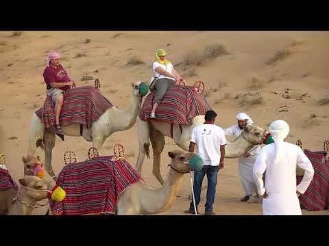 Camel Safari Near Dubai
