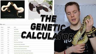 WOB Genetic Calculator for Ball Python's
