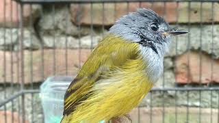 Download lagu Sikatan Kepala Abu Abu Bahan belajar Nembak untuk burung ombyokan atau pikat di Hutan mp3