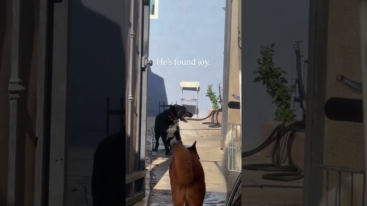 Enlarge Mulligan (Courtesy Post), a ADOPTABLE mixed breed in Los Angeles, CA video 6/6