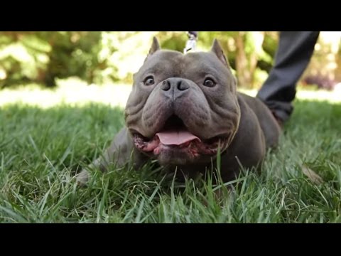 YouTube video about: How to prevent parvo in an apartment complex?
