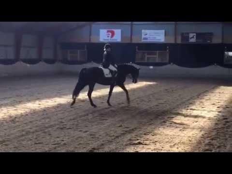 Gunnarsholms Snowlander MB1 69,4 %