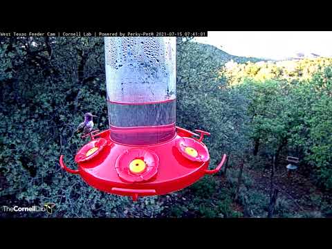 Rare Costa's Hummingbird Returns For Breakfast At West Texas Feeders – July 15, 2021