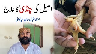 Aseel Murga Ki Chandi Ka Ilaj  Poultry Markaz