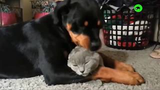 Cats and Dogs Interacting - Cats and Dogs Being Friends Compilation