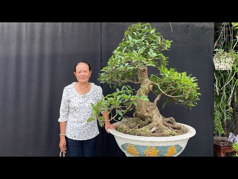 Vườn kiểng An quảng