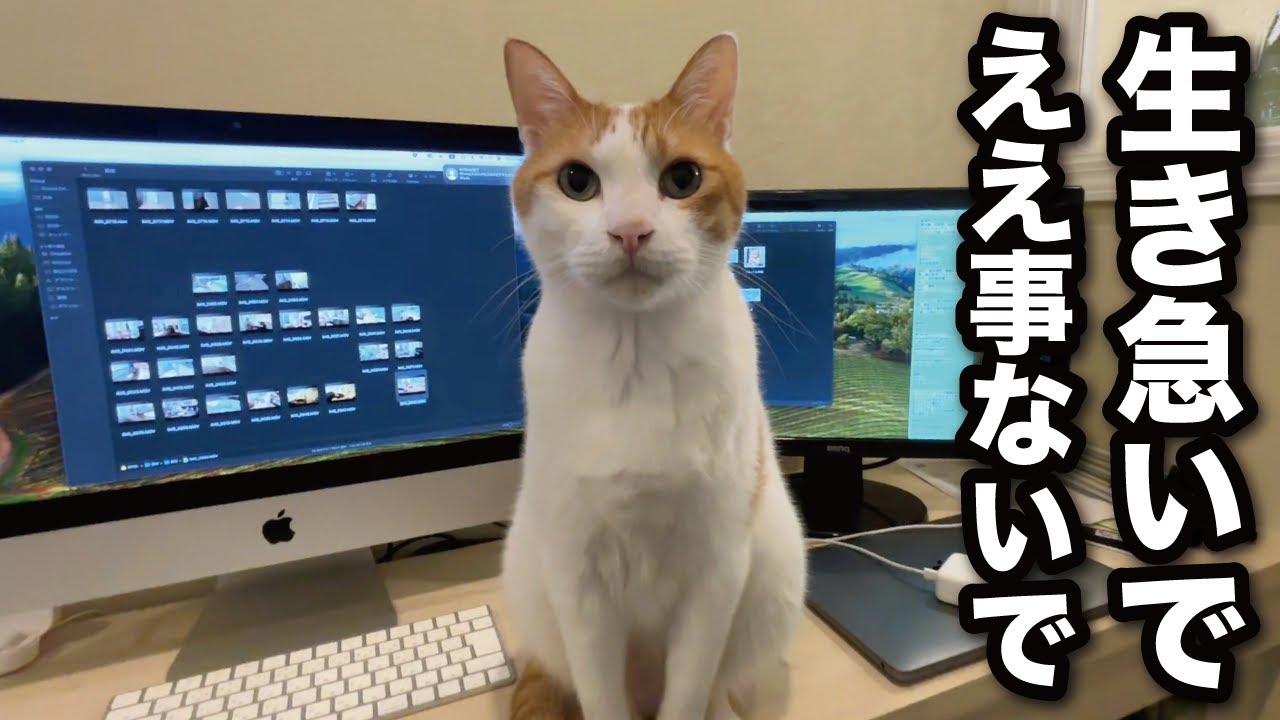 甘えんぼ猫の『うに師匠』が伝えたいメッセージ