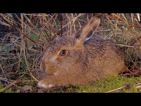 All You Need To Know About Hares | Live Q&A | Discover Wildlife | Robert E Fuller