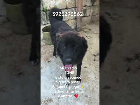Regalo Dolcissimo cucciolone in ADOZIONE 