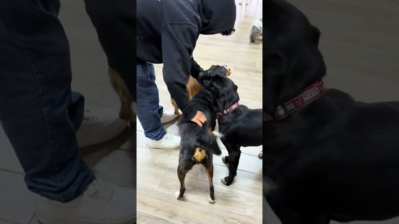 Enlarge MACI, a Adoptable mixed breed in Langley, BC video 4/6