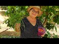 COLHEITA DA PIMENTA BIQUINHO
