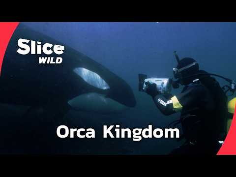 Face to Face With Orcas | FULL DOC | SLICE WILD