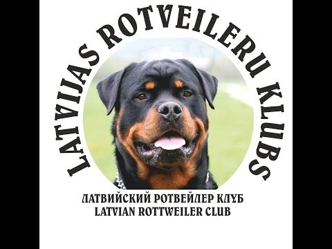 Intervija par rotveileriem ar kinologu Tamāru Gafarovu raidījumam "Ķepa uz sirds"