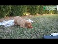 Cavalier King Charles Spaniel dogs for sale: Puggles - Video 1