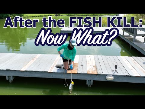 Fish Kill At Slab Lab - What's Next?