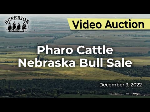 Pharo Cattle Nebraska Bull Sale