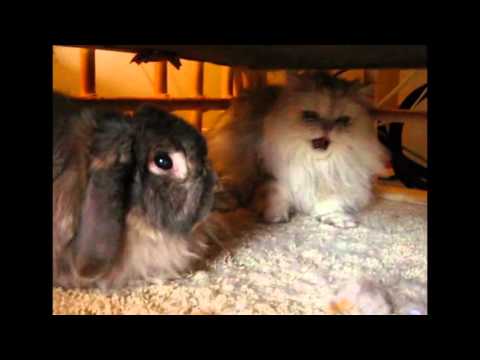 Animal Compilation Slapping Cats! (nowtelugu.com)