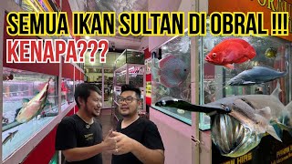 UPDATE HARGA IKAN PREDATOR SULTAN DAN IKAN HIAS DI TOKO IKAN TERLENGKAP DI JAKARTA
