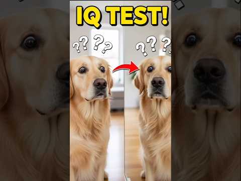 Cat OUTSMARTS Dog in Mirror Test! 🧠 Dog's Reaction is HILARIOUS 😂 #shorts
