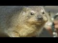 Meet the Endangered Hyrax | Little Brother of the Elephant | BBC Earth