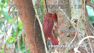 アカショウビンの巣作り(動画あり)
