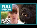 Agressive Toy Poodle Hates Men | Full Episode USA