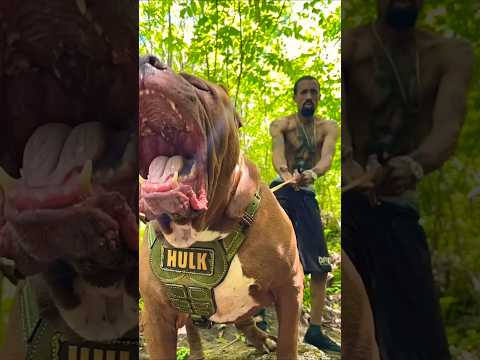 Hulk Dog CaneCorso vs Pitbull 😱😱 #dog #americanbully #pitlove #dogbreed #dragonspitkennel #pitbull