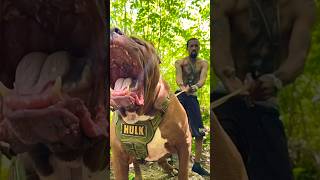 Hulk Dog CaneCorso vs Pitbull 😱😱 #dog #americanbully #pitlove #dogbreed #dragonspitkennel #pitbull