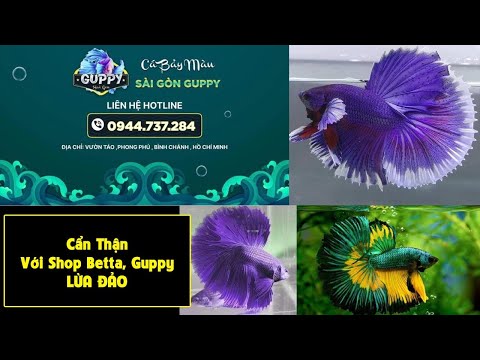 Cẩn Thận Lừa Đảo Khi Mua Betta Trên Mạng